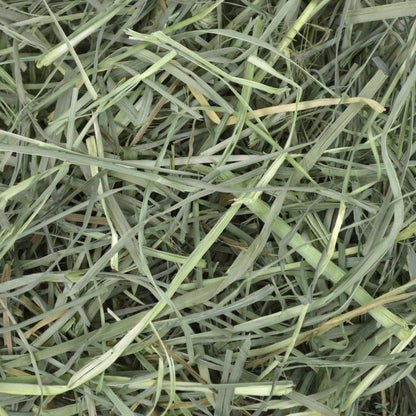 Orchard Grass Hay for Small Pets – All-Natural Long Strand Fiber Hay for Rabbits, Guinea Pigs, Chinchillas, and Hamsters – Supports Digestive Health and Enrichment – 40 Oz Bag