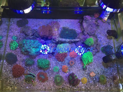 Full Spectrum LED Aquarium Reef Light Grow Lamp Fish Tank Bulb for Coral Fish Saltwater Nanotank Plant SPS LPS
