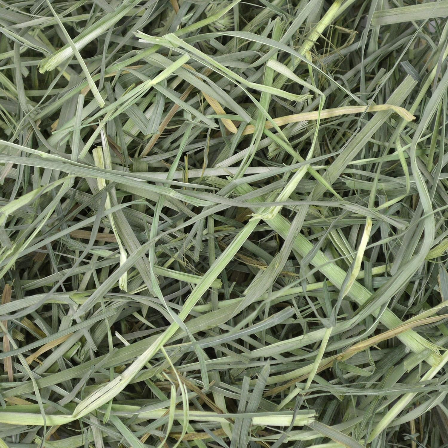 Orchard Grass Hay for Small Pets – All-Natural Long Strand Fiber Hay for Rabbits, Guinea Pigs, Chinchillas, and Hamsters – Supports Digestive Health and Enrichment – 40 Oz Bag