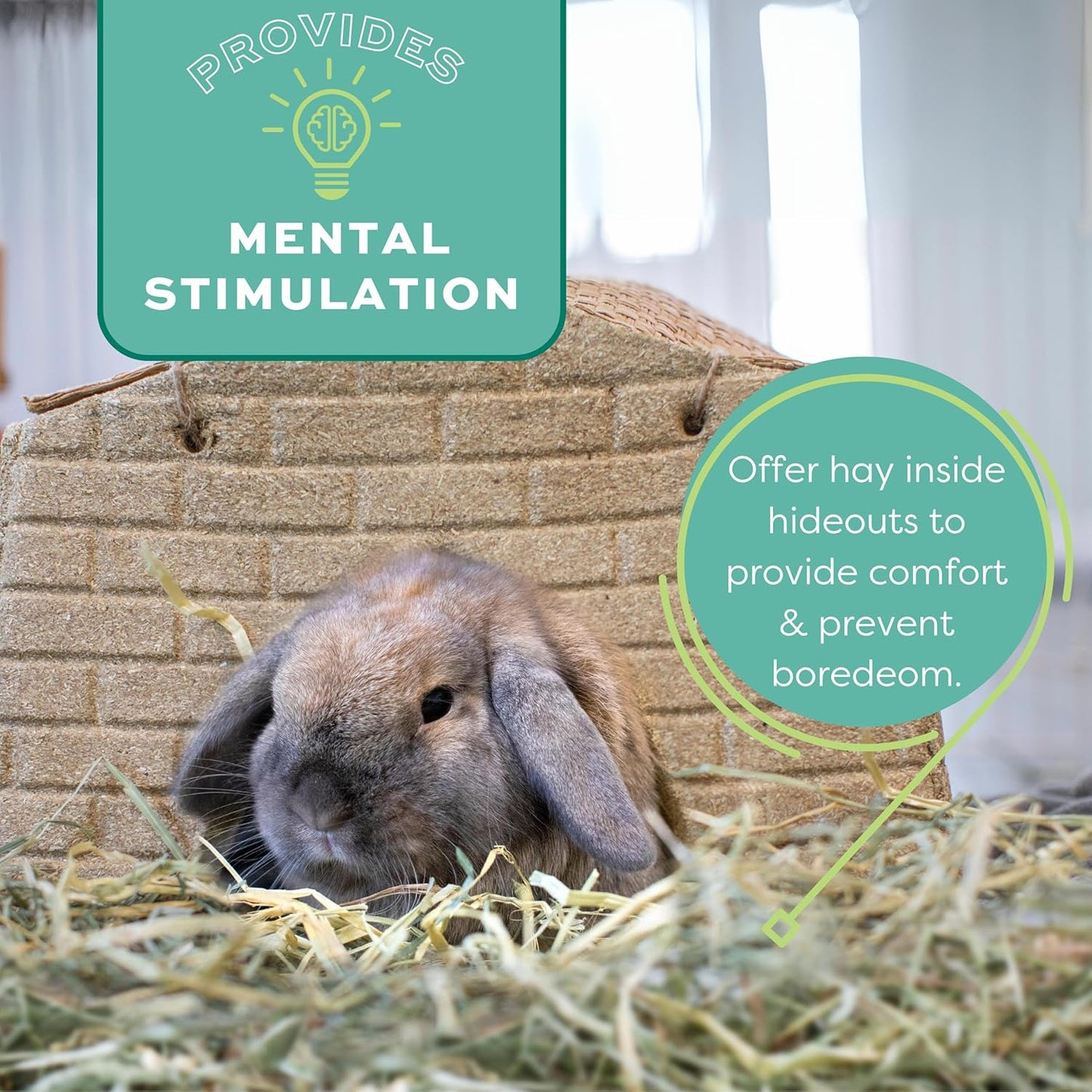 Orchard Grass Hay for Small Pets – All-Natural Long Strand Fiber Hay for Rabbits, Guinea Pigs, Chinchillas, and Hamsters – Supports Digestive Health and Enrichment – 40 Oz Bag